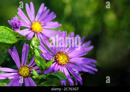 Aster am Morgen mit Tau Tropfen Stockfoto