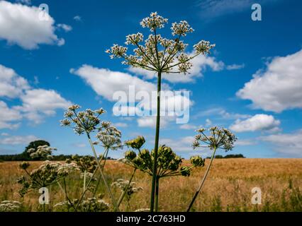 Kuhsilie, Anthriscus sylvestris, wächst im Sommer Sonnenschein gegen einen sonnigen blauen Himmel, East Lothian, Schottland, Großbritannien Stockfoto