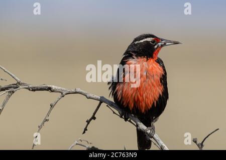 Sturnella Loyca (gemeiner Loica), Vogel von kräftigen Farben. Sie können an der Südküste Patagoniens und der Falklandinseln beobachtet werden. Stockfoto