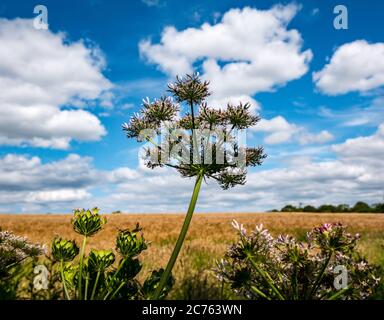 Kuhsilie, Anthriscus sylvestris, wächst im Sommer Sonnenschein gegen einen sonnigen blauen Himmel, East Lothian, Schottland, Großbritannien Stockfoto