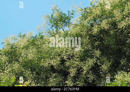 Japanischer Pagodenbaum, japanischer Schnurbaum, Sophora du Japon, Styphnolobium japonicum, Sophora japonica, japánakác, Ungarn, Magyarország, Europa Stockfoto