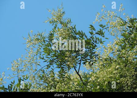 Japanischer Pagodenbaum, japanischer Schnurbaum, Sophora du Japon, Styphnolobium japonicum, Sophora japonica, japánakác, Ungarn, Magyarország, Europa Stockfoto