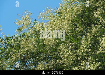 Japanischer Pagodenbaum, japanischer Schnurbaum, Sophora du Japon, Styphnolobium japonicum, Sophora japonica, japánakác, Ungarn, Magyarország, Europa Stockfoto