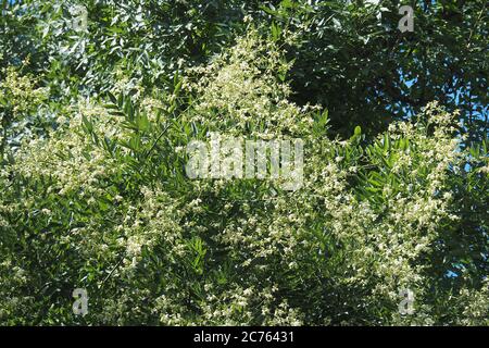 Japanischer Pagodenbaum, japanischer Schnurbaum, Sophora du Japon, Styphnolobium japonicum, Sophora japonica, japánakác, Ungarn, Magyarország, Europa Stockfoto