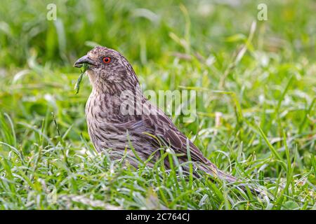 Rotschwanzschaber (Phytotoma rara) Stockfoto