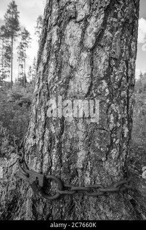 Verschlossene Eisenkette, umwickelt um einen alten Kiefernstamm, Finnland Stockfoto