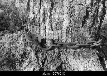 Verschlossene Eisenkette, umwickelt um einen alten Kiefernstamm, Finnland Stockfoto