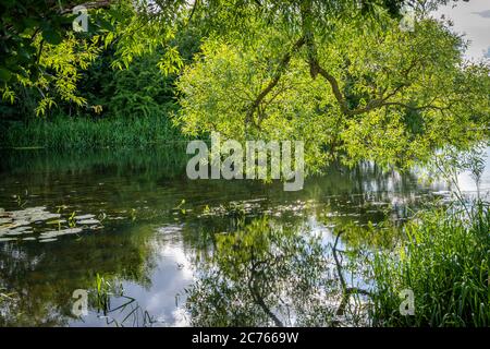 Wunderschöner trübiger Fluss, der durch eine üppige, grüne Gegend schwimmt. Reflexionen von Bäumen Stockfoto