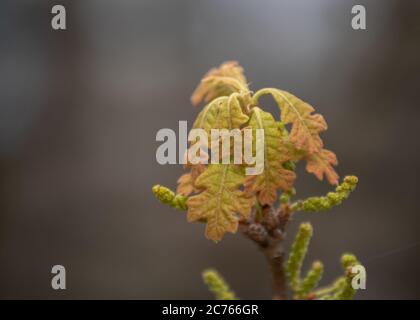 Interessante Formen, Details, Farben und Strukturen prägen das neue Wachstum der Eichenholzblätter im Frühling in Missouri. Defokusser Hintergrund. Stockfoto