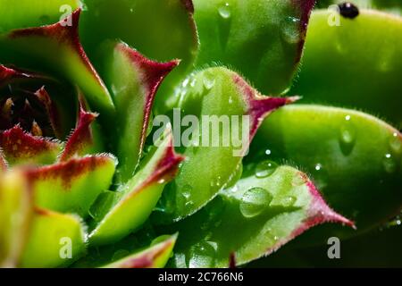 Nahaufnahme eines grünen Hauseks, saftig, semprevivum, mit Wassertropfen Stockfoto