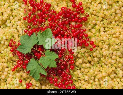 Rote und gelbe Johannisbeeren in einer Nahaufnahme Stockfoto