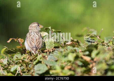 Spatz, Hausserling, Vogel, Vogel, Passer domesticus, Landvogel, Haussparrow, Tier, Outdoor, Park, Natur, Stockfoto