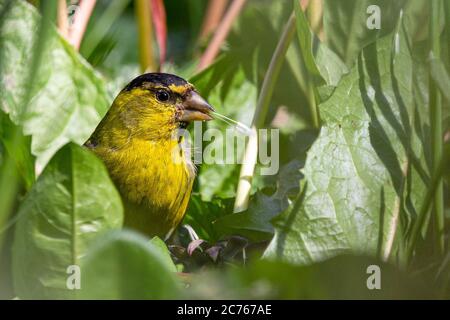 Schwarzkinn (Carduelis barbata) Siskin auf grünem Laub Stockfoto