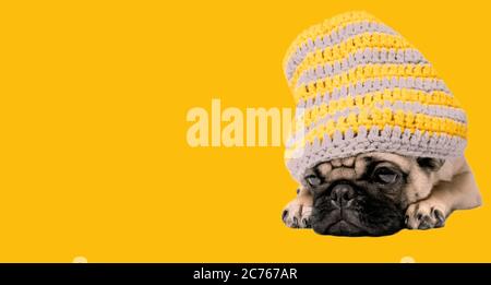 Ein schöner Mops mit einem Hut auf dem Kopf sitzt auf einem orangen Hintergrund. Stockfoto