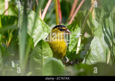 Schwarzkinn (Carduelis barbata) Siskin auf grünem Laub Stockfoto