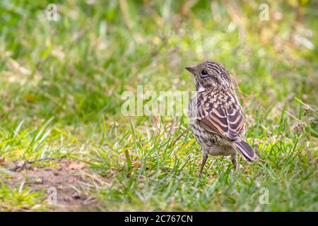 Junger Rübsenkralle Spatze auf dem Gras (Zonotrichia capensis australis) Stockfoto