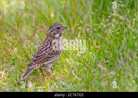 Junger Rübsenkralle Spatze auf dem Gras (Zonotrichia capensis australis) Stockfoto