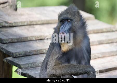 Mandrillus sphinx, Mandrill, Primat, Affe, Meerkatze, Mandrillus, Affe, Mandrillus leucophaeus, Säugetier, Pavian, Stockfoto