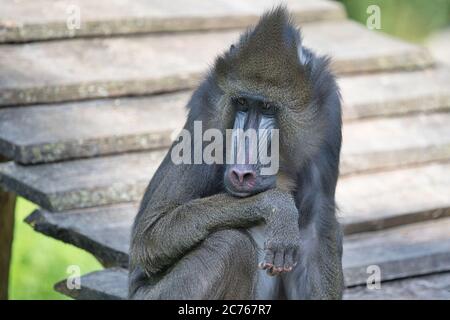 Mandrillus sphinx, Mandrill, Primat, Affe, Meerkatze, Mandrillus, Affe, Mandrillus leucophaeus, Säugetier, Pavian, Stockfoto