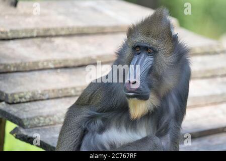 Mandrillus sphinx, Mandrill, Primat, Affe, Meerkatze, Mandrillus, Affe, Mandrillus leucophaeus, Säugetier, Pavian, Stockfoto