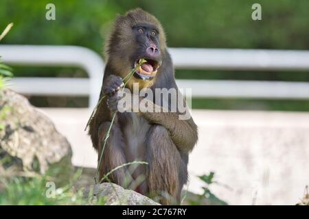 Mandrillus sphinx, Mandrill, Primat, Affe, Meerkatze, Mandrillus, Affe, Mandrillus leucophaeus, Säugetier, Pavian, Stockfoto