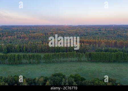 Deutschland, Friedensau, Vogelperspektive auf einen Wald Stockfoto