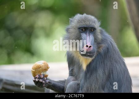 Mandrillus sphinx, Mandrill, Primat, Affe, Meerkatze, Mandrillus, Affe, Mandrillus leucophaeus, Säugetier, Pavian, Stockfoto