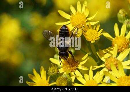 Blattkutter Biene (Megachile), Familie Maurerbienen (Megachilidae) auf Blüten von Ragwurz (Senecio jacobaea), Familie Asteraceae oder Compositae. Sommer Stockfoto