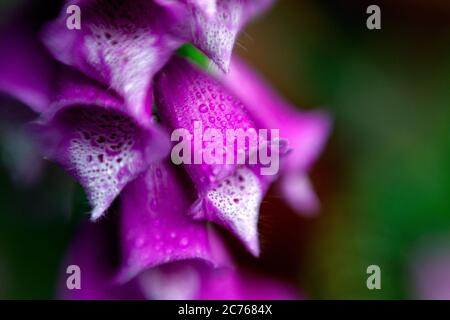 WA17464-00...WASHINGTON - Lensbaby Foto von Garten wilde Blume Foxglove. Lensbaby Sweet Spot 50 Stockfoto