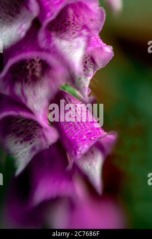 WA17465-00...WASHINGTON - Lensbaby Foto von Garten wilde Blume Foxglove. Lensbaby Sweet Spot 50 Stockfoto