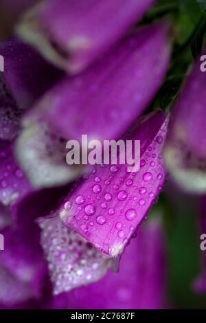 WA17467-00...WASHINGTON - Garten Wildblumen Foxglove. Stockfoto