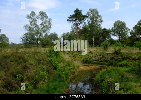 Typische holländische Landschaften auf einem langen Spaziergang genannt ' Pieterpad ' Stockfoto