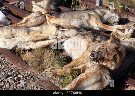 Zahlreiche Pampas-Fuchs auf dem Zaun eines ländlichen Grundstücks auf der Route 3, Argentinien getötet Stockfoto