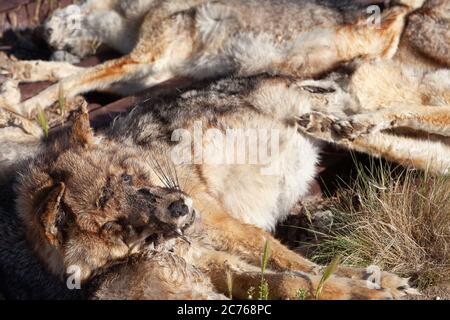 Zahlreiche Pampas-Fuchs auf dem Zaun eines ländlichen Grundstücks auf der Route 3, Argentinien getötet Stockfoto