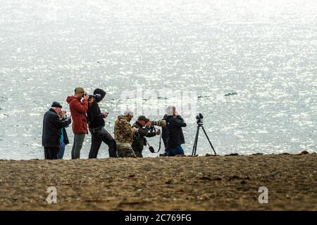 Naturfotografen und Vogelbeobachter. Brown booby, ungewöhnliche Besucher in Irland wurde am Strand von Greystones, Co.Wicklow gesichtet. 14.07.2020. Stockfoto