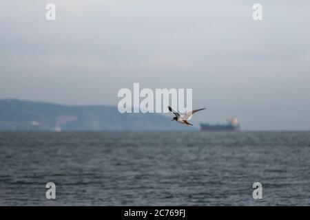 Flug von Bray Head und Dalkey Island. Brown booby, ungewöhnliche Besucher in Irland wurde am Strand von Greystones, Co.Wicklow gesichtet. 14.07.2020. Stockfoto