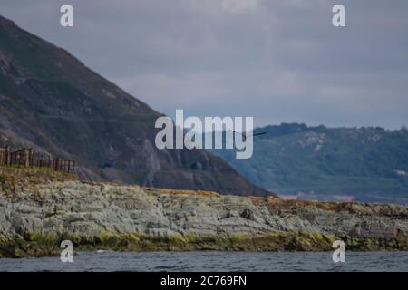 Flug von Bray Head und Dalkey Island. Brown booby, ungewöhnliche Besucher in Irland wurde am Strand von Greystones, Co.Wicklow gesichtet. 14.07.2020. Stockfoto