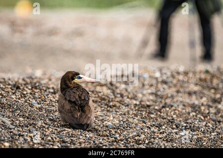 Naturfotografen und Vogelbeobachter. Brown booby, ungewöhnliche Besucher in Irland wurde am Strand von Greystones, Co.Wicklow gesichtet. 14.07.2020. Stockfoto