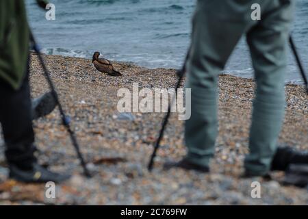 Naturfotografen und Vogelbeobachter. Brown booby, ungewöhnliche Besucher in Irland wurde am Strand von Greystones, Co.Wicklow gesichtet. 14.07.2020. Stockfoto