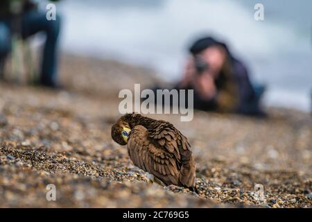 Naturfotografen und Vogelbeobachter. Brown booby, ungewöhnliche Besucher in Irland wurde am Strand von Greystones, Co.Wicklow gesichtet. 14.07.2020. Stockfoto