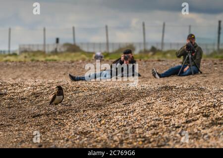 Naturfotografen und Vogelbeobachter. Brown booby, ungewöhnliche Besucher in Irland wurde am Strand von Greystones, Co.Wicklow gesichtet. 14.07.2020. Stockfoto