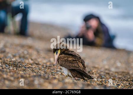 Naturfotografen und Vogelbeobachter. Brown booby, ungewöhnliche Besucher in Irland wurde am Strand von Greystones, Co.Wicklow gesichtet. 14.07.2020. Stockfoto