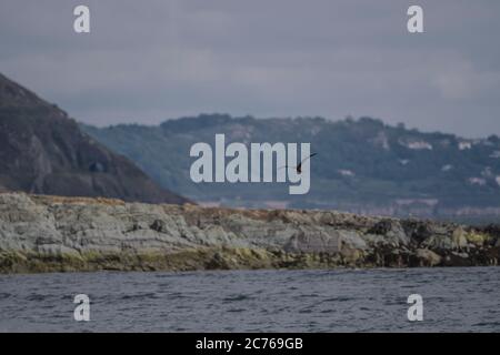 Flug von Bray Head und Dalkey Island. Brown booby, ungewöhnliche Besucher in Irland wurde am Strand von Greystones, Co.Wicklow gesichtet. 14.07.2020. Stockfoto