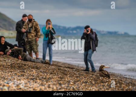 Naturfotografen und Vogelbeobachter. Brown booby, ungewöhnliche Besucher in Irland wurde am Strand von Greystones, Co.Wicklow gesichtet. 14.07.2020. Stockfoto