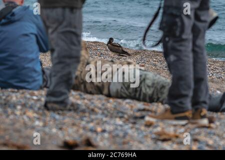 Naturfotografen und Vogelbeobachter. Brown booby, ungewöhnliche Besucher in Irland wurde am Strand von Greystones, Co.Wicklow gesichtet. 14.07.2020. Stockfoto