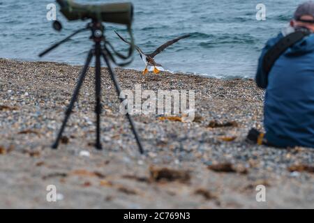 Naturfotografen und Vogelbeobachter. Brown booby, ungewöhnliche Besucher in Irland wurde am Strand von Greystones, Co.Wicklow gesichtet. 14.07.2020. Stockfoto