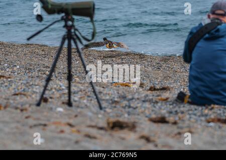 Naturfotografen und Vogelbeobachter. Brown booby, ungewöhnliche Besucher in Irland wurde am Strand von Greystones, Co.Wicklow gesichtet. 14.07.2020. Stockfoto