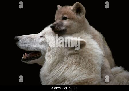 Niedlicher arktischer Wolfsjungen (Canis lupus arctos) mit seiner Mutter isoliert auf schwarzem Hintergrund Stockfoto