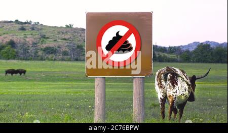 Oklahoma Longhorn Rinder Wandern auf grünem Gras. Stockfoto