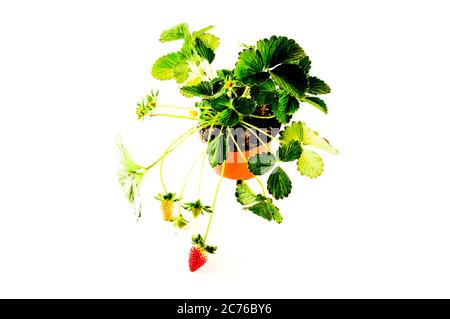 Erdbeere Pflanze mit Wurzeln und Boden auf weißem Hintergrund Stockfoto